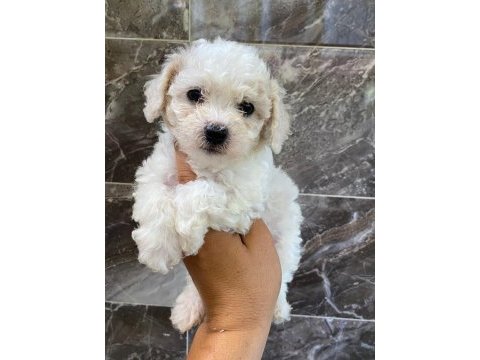 Minyatür orjinal morkie