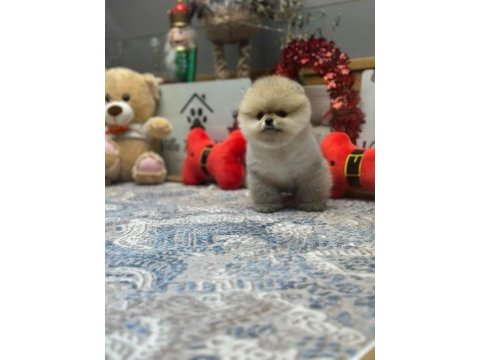 Teddy face pomeranian boo yavrularımız