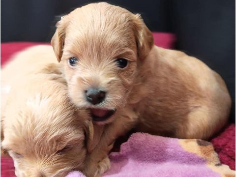 Maltipoo yavru köpeklerimiz