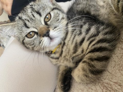 Black tabby british shorthair kızımız