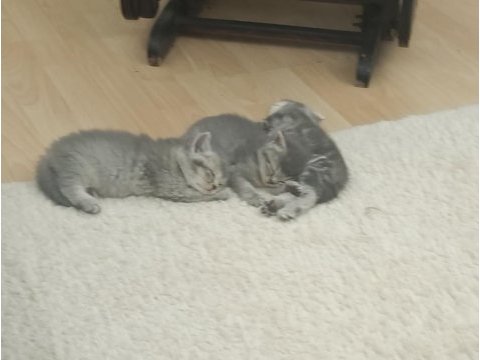 Yeni sütten kesilmiş bebek kediler teslime hazır