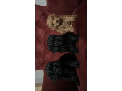 Maltipoo 35 günlük yavrularımız