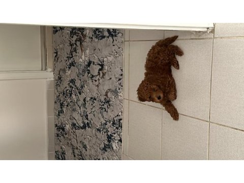 2 aylık erkek poodle