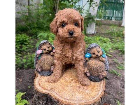 Ruhsatlı köpek çiftliğinden toy poodle yavrularımız