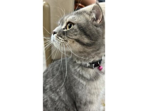 Scottish fold güzel kızım kısır değil