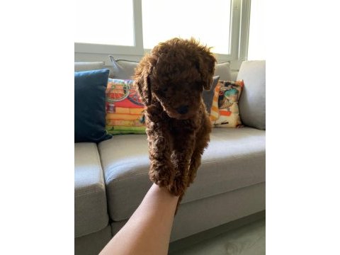 Toy poodle yavrularim orijinal