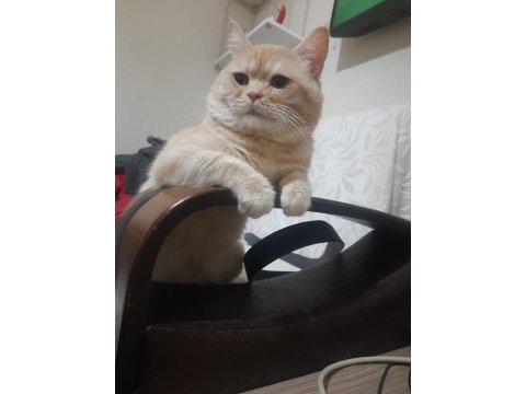 Evcil ve eğitimli 2 yaşında kedim