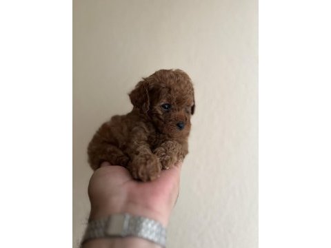 Teacup dişi red poodle