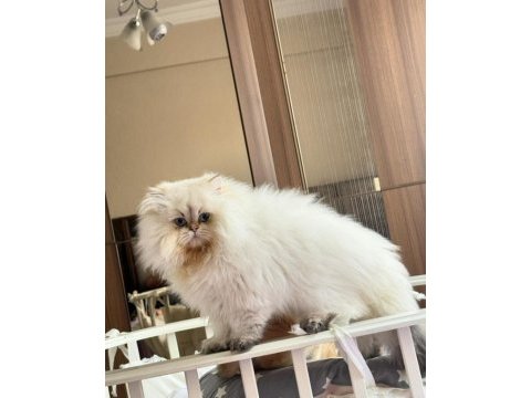 Şampiyon annenin british longhair şecereli ve çipli