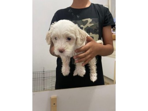 Dişi erkek üst kalite maltese bebekler