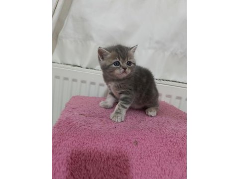 Güzeller güzeli exotic shorthair