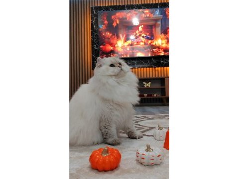 British longhair kedimiz yeni yuvasını arıyor