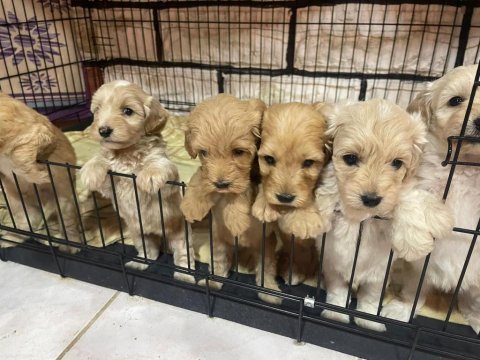 A kalite yavrular maltipoo