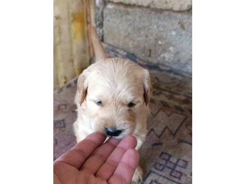 Baby face golden retriever yavrular