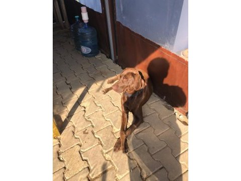 Ücretsiz sahiplendirme labrador