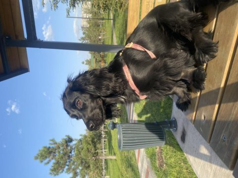 Siyah cocker köpeği