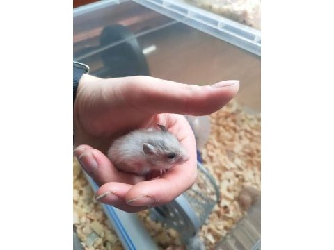 Sevimli ufak hamster yavrular
