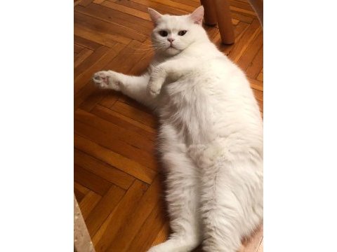 Beyaz kısır dişi kedimiz ücretsiz