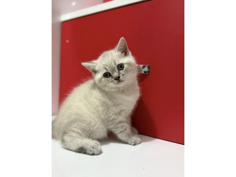 Lynx point british shorthair yavrular