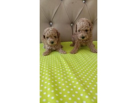 Toy poodle
