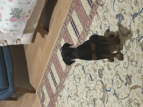 2 aylık doberman