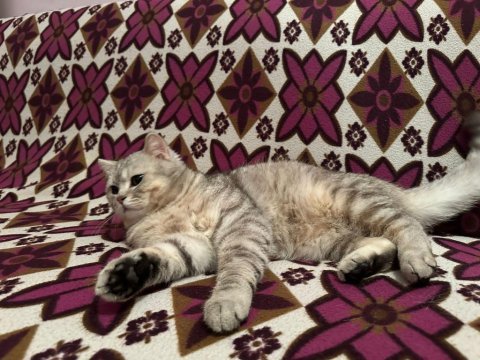 British longhair kedimize dişi arıyoruz