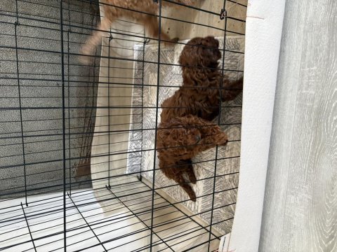 Toy poodle dişi ve erkek yavru kore kan kuyruksuz