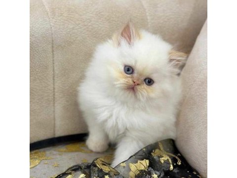 2 ay erkek british longhair red point