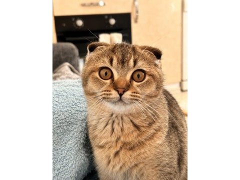 7 aylık scottish fold erkek