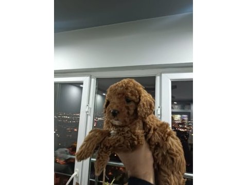 Toy poodle yavruları