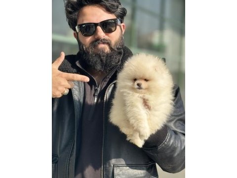 Ankarapuppies boo bebekler 