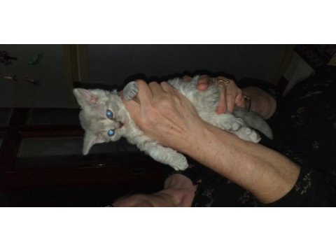 Saf kan british longhair bebekler rezerve