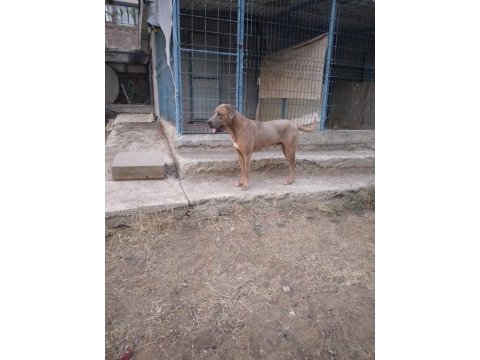 O bir alan koruma uzmanı cane corso