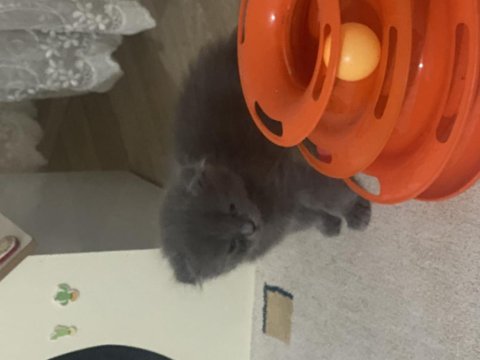 Scottish fold yavru