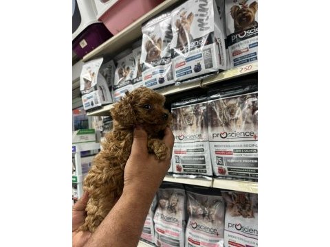 Türünün en güzel örneklerinden poodle yavrumuz