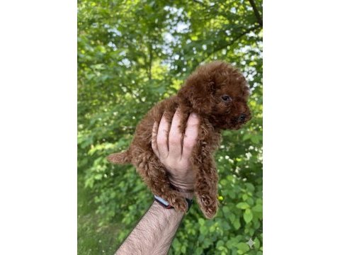Safkan kore kan uygun fiyat sağlık garantisi poodle