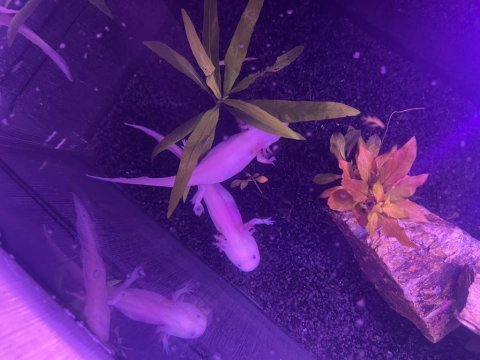 2 adet albino axalot 18-20 cm