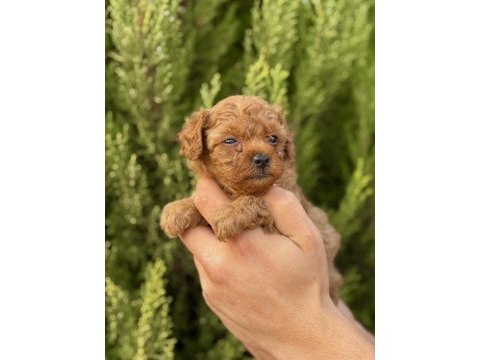 Yasal çiftlikten kurabiye tadında poodle yavrular
