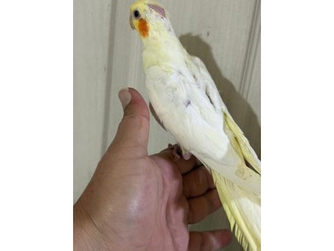 53 günlük ful evcil lutino sultan papağanı bebek