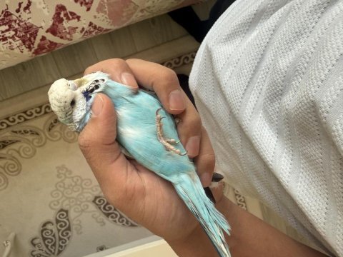 Jumbo çift muhabbet kuşu