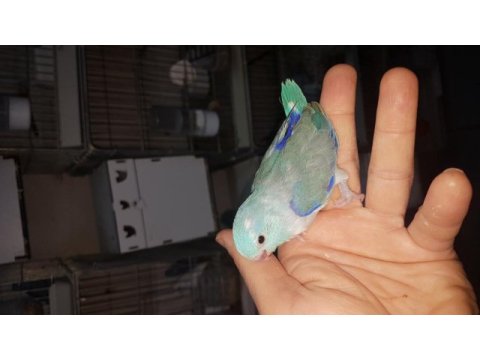 Forpus papağanı yavru kuşlar