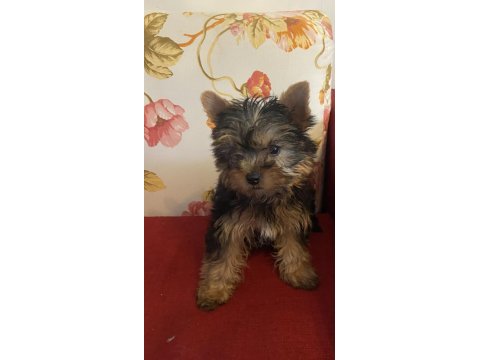 Safkan sıfır numara yorkshire terrier köpekler