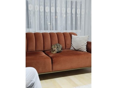 Scottish fold 1,5 yaşında