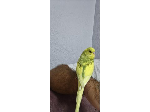 40 günlük sarı limon ele kola alışık evcil muhabbet kuşu