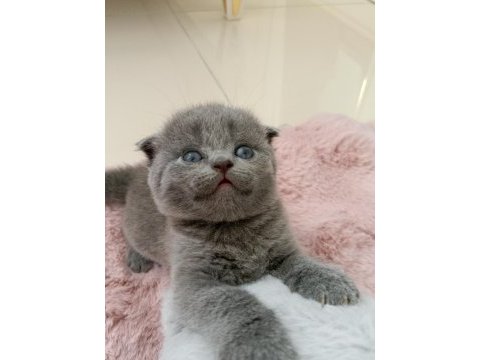 Gri scottish fold