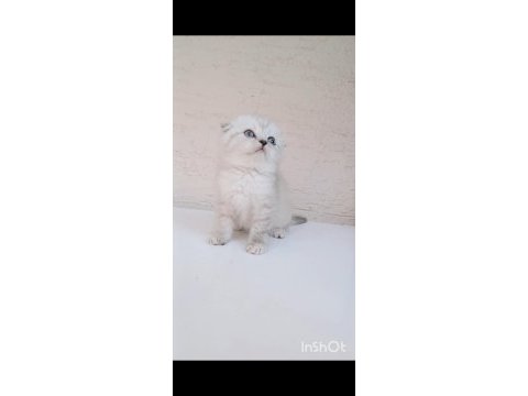 Safkan top kafa sıfır kulak scottish fold yavrular