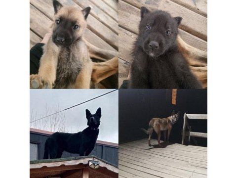 8 adet safkan belçika kurdu yavruları