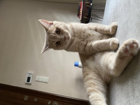 British shorthair 5 aylık