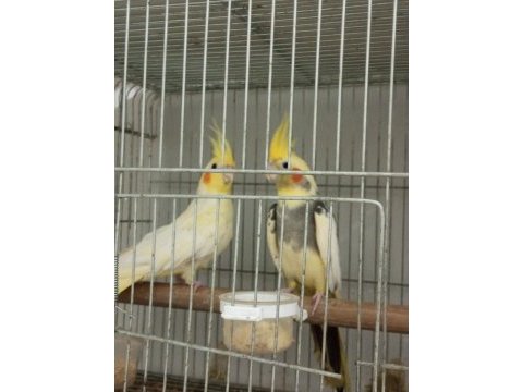 Pied erkek lutino dişi sultan papağanı
