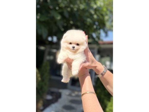 Pomeranian boo dişi köpeğimiz